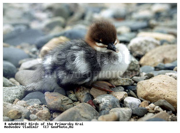 ��������, �����, �����, �����������������, ������������� �����, XYZ, ������, Anatidae, ���������� �������, Mergus squamatus