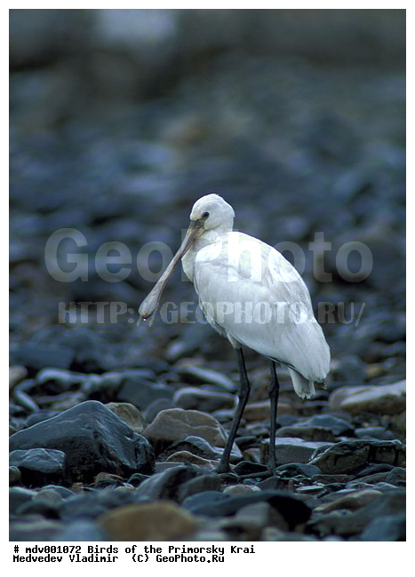 ��������, �����, �����, ���������� ����, ��������, ������� ������, ������, ��������, ��������, �����, �����, ��������, �����������, XYZ, ��������, Threskiornithidae, �������, ������������ �������, Platalea leucorodia