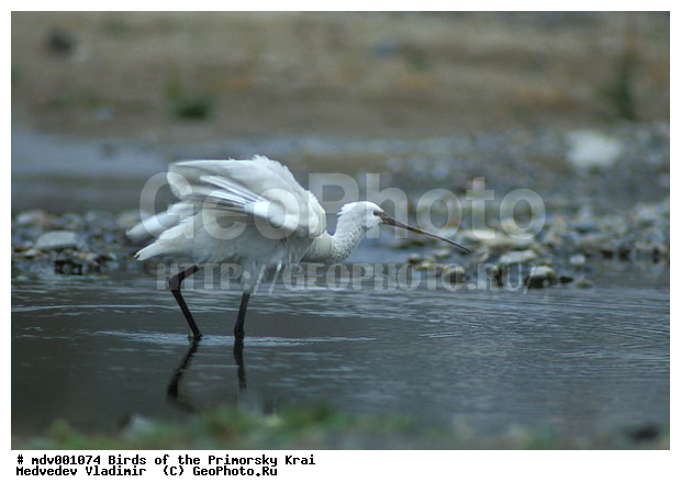 ��������, �����, �����, ���������� ����, ��������, ������� ������, ������, ��������, ��������, �����, �����, ��������, �����������, XYZ, ��������, Threskiornithidae, �������, ������������ �������, Platalea leucorodia