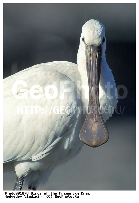 ��������, �����, �����, ���������� ����, ��������, ������� ������, ������, ��������, ��������, �����, �����, ��������, �����������, XYZ, ��������, Threskiornithidae, �������, ������������ �������, Platalea leucorodia