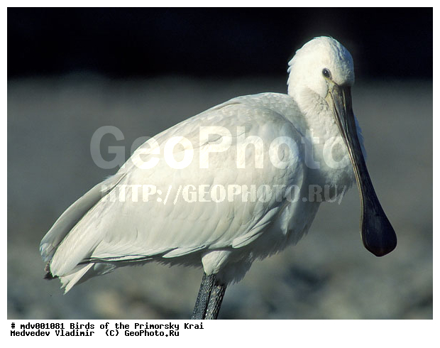 ��������, �����, �����, ���������� ����, ��������, ������� ������, ������, ��������, ��������, �����, �����, ��������, �����������, XYZ, ��������, Threskiornithidae, �������, ������������ �������, Platalea leucorodia