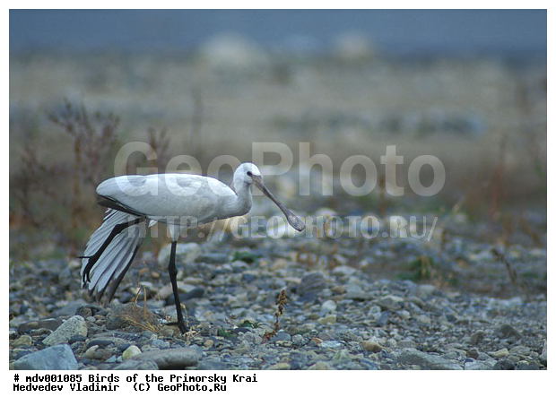 ��������, �����, �����, ���������� ����, ��������, ������� ������, ������, ��������, ��������, �����, �����, ��������, �����������, XYZ, ��������, Threskiornithidae, �������, ������������ �������, Platalea leucorodia