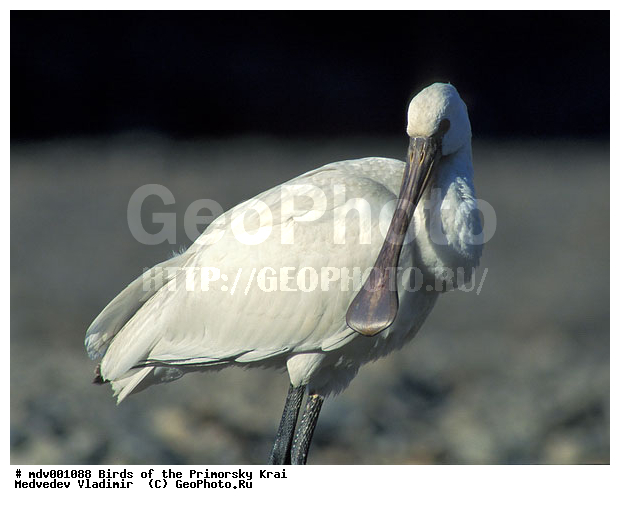 ��������, �����, �����, ���������� ����, ��������, ������� ������, ������, ��������, ��������, �����, �����, ��������, �����������, XYZ, ��������, Threskiornithidae, �������, ������������ �������, Platalea leucorodia