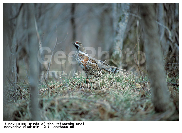 ��������, �����, �����, ���������� ����, ��������, ������� ������, ������, ��������, ��������, �����, �����, ��������, �����������, �����, ������, XYZ, �����������, Tetraonidae, ������, Tetrastes bonasia, Bonasa bonasia