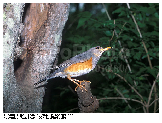��������, �����, �����, ���������� ����, ��������, ������� ������, ������, ��������, ��������, ��������, �����������, �����, �����, XYZ, ���������, Turdidae, ��������� �����, Turdus obscurus