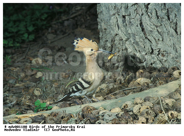 ��������, �����, �����, �����, �����, XYZ, �����, Upupidae, ����, Upupa epops