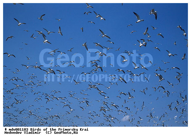 ��������, �����, �����, �����, ������� �����, ������� �����, �����, XYZ, ��������, Laridae, ������������ �����, Larus crassirostris