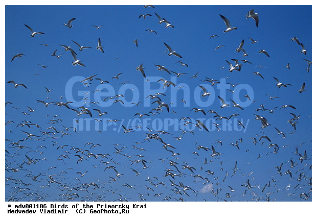 ��������, �����, �����, �����, ������� �����, ������� �����, �����, XYZ, ��������, Laridae, ������������ �����, Larus crassirostris