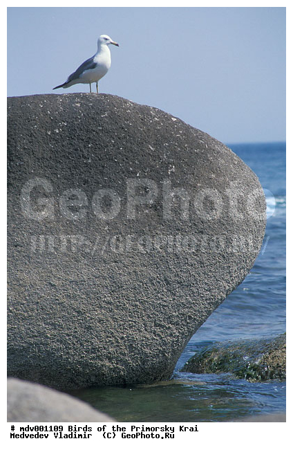 ��������, �����, �����, �����, ������� �����, ������� �����, �����, XYZ, ��������, Laridae, ������������ �����, Larus crassirostris