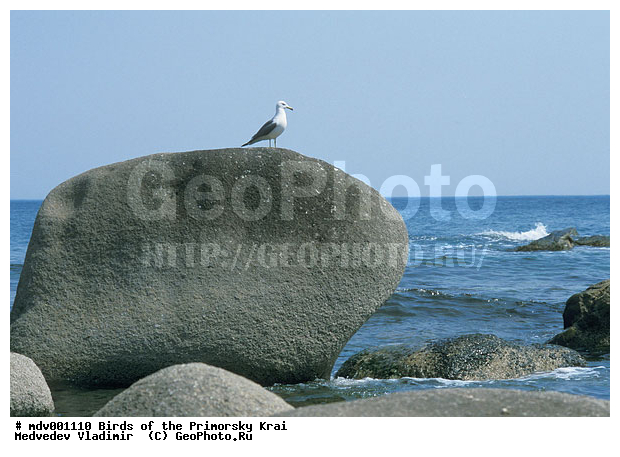 ��������, �����, �����, �����, ������� �����, ������� �����, �����, XYZ, ��������, Laridae, ������������ �����, Larus crassirostris