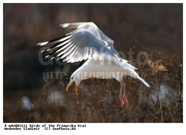 ��������, �����, �����, �����