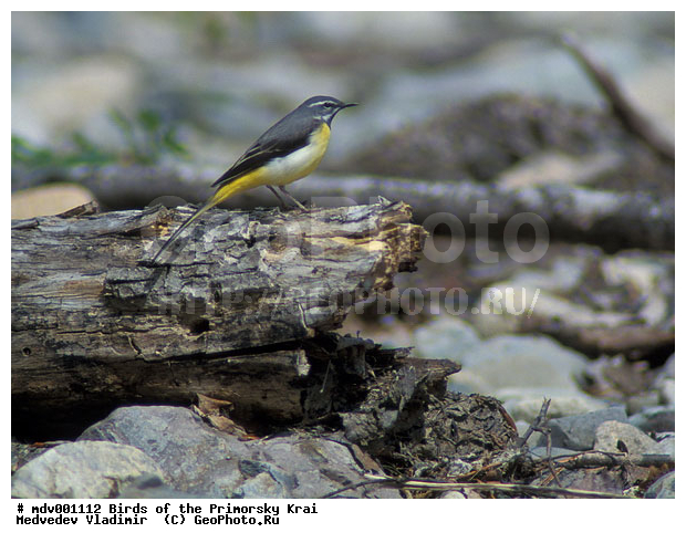 ��������, �����, �����, �����, �����, XYZ, �������������, Motacillidae, ������ ����������, Motacilla cinerea
