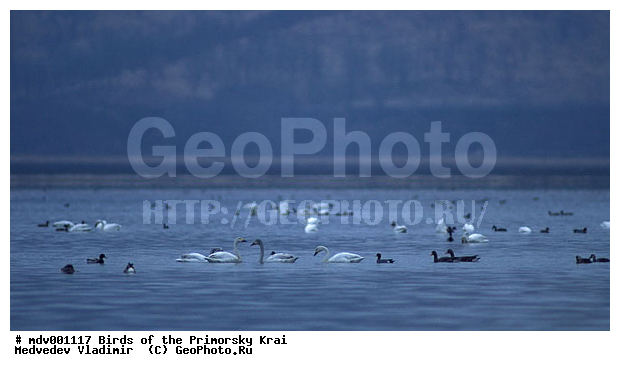 ��������, ������, �����, �����, �����������������, ������������� �����, XYZ, ������, Anatidae, ����� ������, Cygnus bewickiir