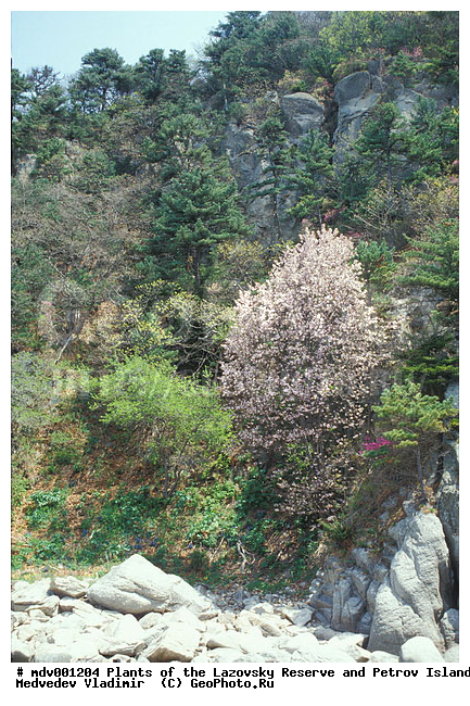 ��������� ����������, �������, ����� �����������, ������, ��������, �����, ������ ��������, �����, ���������� ��������, ������������ ��������, ������������ ��������, ������, �����, XYZ, ������������, �������, �����������, Rosaceae, ����� �����������, ����� ��������, ����� ��������, Cerasus sachalinensis, Cerasus sargentii, Prunus sargentii