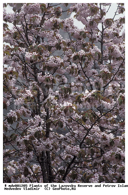 ��������� ����������, �������, ������, ��������, �����, ������ ��������, �����, ���������� ��������, ������������ ��������, ������������ ��������, ������, �����, XYZ, ������������, �������, �����������, Rosaceae, ����� �����������, ����� ��������, ����� ��������, Cerasus sachalinensis, Cerasus sargentii, Prunus sargentii