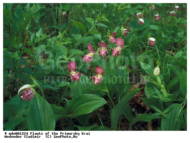 ��������, ��������, �����, ���������� ����, ������� ������, ������, ��������, �����, ������ ��������, ���������� ��������, ������������ ��������, ������������ ��������, ����������� ��������, �����, ����������� ��������, �����, ����������� ��������, �����������, �����������, �����������, ������������ ��������, ������������ ��������, ������������, ������������, ������, �����, XYZ, ��������, ������������, �������, Orchidaceae, ��������� ������� ��������, ��������� ��������, ��������� ��������, ��������� ��������, ��������� ������� ��������, ��������� ������� ��������, Cypripedium guttatum