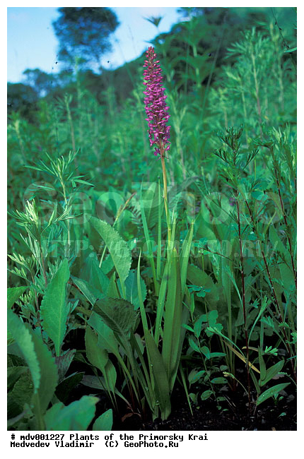 ��������, ��������, �����, ���������� ����, ������� ������, ������, ��������, �����, ������ ��������, ���������� ��������, ������������ ��������, ������������ ��������, ����������� ��������, �����, ����������� ��������, �����, ����������� ��������, �����������, �����������, �����������, ������������ ��������, ������������ ��������, ������������, ������������, ������, �����, XYZ, ��������, ������������, �������, Orchidaceae, �������� ������������, �������� �����������, Gymnadenia conopsea