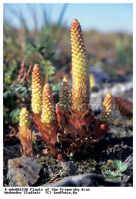 ��������, ��������, �����, ���������� ����, ������� ������, ������, ��������, �����, ������ ��������, ���������� ��������, ������������ ��������, ������������ ��������, ����������� ��������, �����, ����������� ��������, �����, ����������� ��������, �����������, �����������, �����������, ������������ ��������, ������������ ��������, ������������, ������������, ������, �����, XYZ, ������������, Crassulaceae, ������������� �������, Orostachys vyschinii