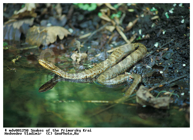 ������� ������, ��������, ������-�����, �����������, ����, ��������������, ���������� ����, ������, ��������, ��������, ��������������, ��������������, ��������, ��������, ����, ����, XYZ, ���������, Viperidae, ��������� �����������, Gloydius blomhoffii, Trigonocephalus blomhoffii, Agkistrodon blomhoffii