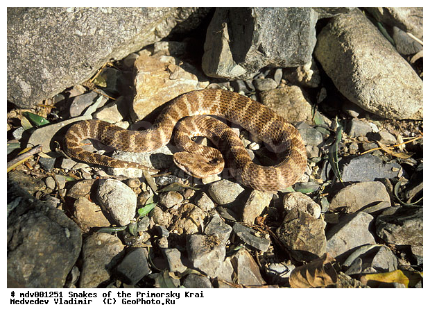 ������� ������, ��������, ������-�����, �����������, ����, ��������������, ���������� ����, ������, ��������, ��������, ��������������, ��������������, ��������, ��������, ����, ����, XYZ, ���������, Viperidae, ���������� �����������, Gloydius saxatilis, Ancistrodon saxatilis, Agkistrodon saxatilis