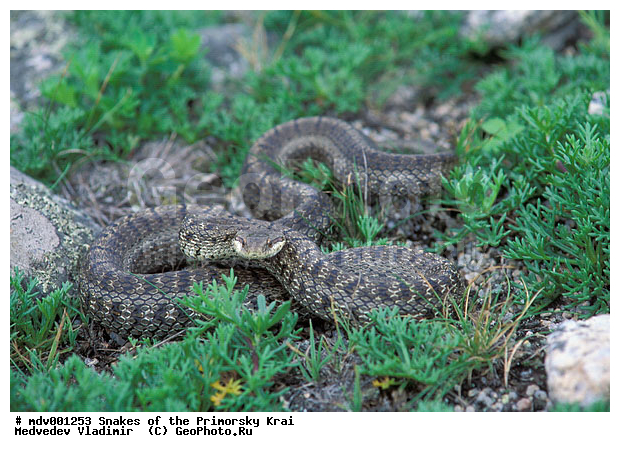 ������� ������, ��������, ������-�����, �����������, ����, ��������������, ���������� ����, ������, ��������, ��������, ��������������, ��������������, ��������, ��������, ����, ����, XYZ, �����������, Colubridae, ��������� �����, Elaphe dione