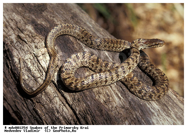 ������� ������, ��������, ������-�����, �����������, ����, ��������������, ���������� ����, ������, ��������, ��������, ��������������, ��������������, ��������, ��������, ����, ����, XYZ, �����������, Colubridae, ��������� �����, Elaphe dione
