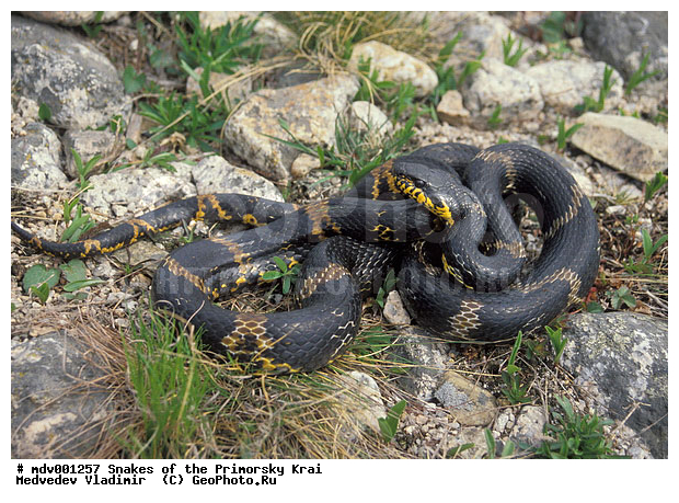 ������� ������, ��������, ������-�����, �����������, ����, ��������������, ���������� ����, ������, ��������, ��������, ��������������, ��������������, ��������, ��������, ����, ����, XYZ, �����������, Colubridae, �������� �����, ����� ������, Elaphe schrenckii