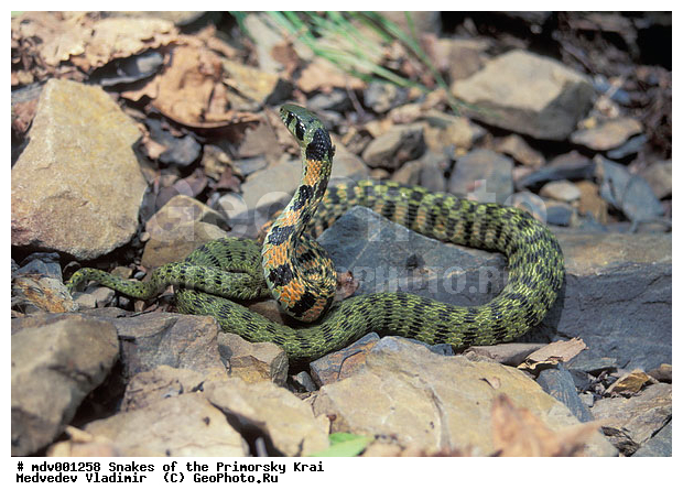 ������� ������, ��������, ������-�����, �����������, ����, ��������������, ���������� ����, ������, ��������, ��������, ��������������, ��������������, ��������, ��������, ����, ����, XYZ, �����������, Colubridae, �������� ��, Rhabdophis tigrinus, ���������� ����, ������, ��������, ��������, ��������������, ��������������, ��������, ��������, ����, ����, XYZ, �����������, Colubridae, �������� ��, Rhabdophis tigrinus