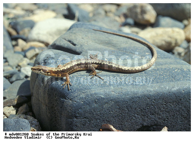 ������� ������, ��������, ������-�����, �����������, ��������������, �������, ���������� ����, ������, ��������, ��������, ��������������, ��������������, ��������, ��������, �������, �������, XYZ, ��������� �������, ���������, Lacertidae, �������� ������������, Tachydromus amurensis