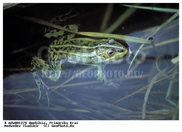 ��������, �������, �����������, ��������, ������� ������, ������, ��������, ��������, �����������, �����������, �������, �������, �������, �������, XYZ, ��������� �������, Ranidae �������������� �������, Pelophylax nigromaculatus, Rana nigromaculata, Rana marmorata, Hoplobatrachus reinhardtii, Hoplobatrachus davidi, ���������� ����, ��������
