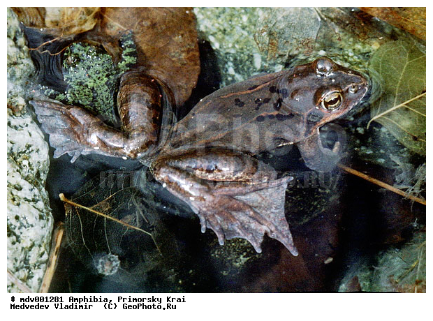 ��������, �������, �����������, ��������, ������� ������, ������, ��������, ��������, �����������, �����������, �������, �������, �������, �������, XYZ, ��������� �������, Ranidae ��������������� �������, ��������� �������, Rana dybowskii, Rana semiplicata, ���������� ����, ��������