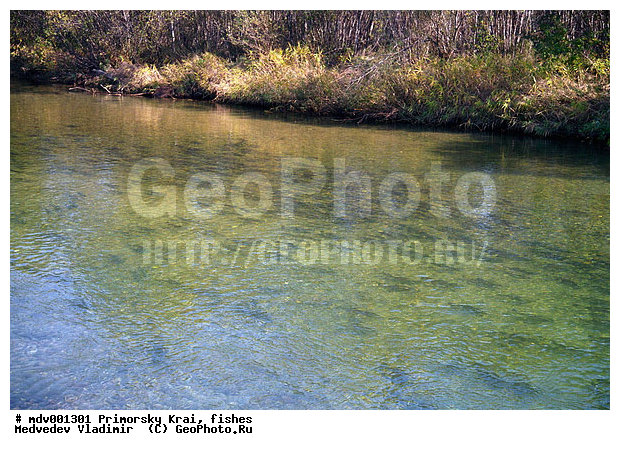 Oncorhynchus keta, ��������, ����, ������, ����, ����