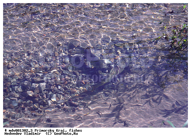 Oncorhynchus keta, ��������, ����, ������, ����, ����
