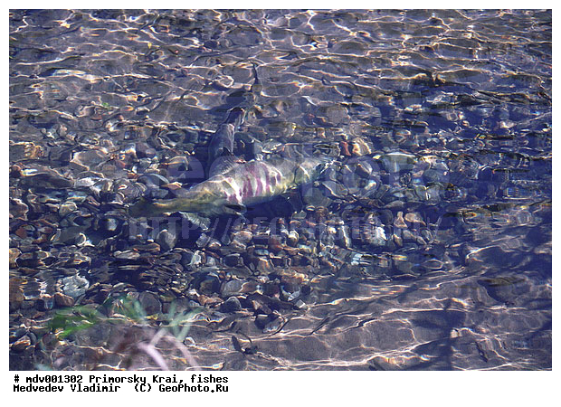 Oncorhynchus keta, ��������, ����, ������, ����, ����
