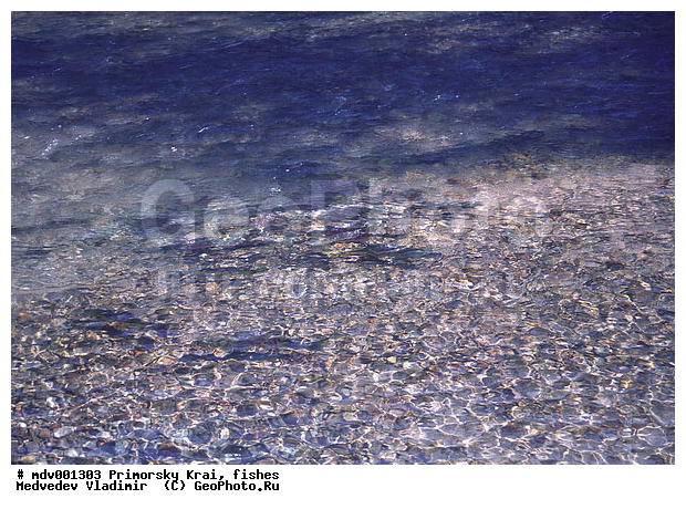 Oncorhynchus keta, ��������, ����, ������, ����, ����