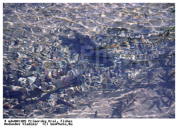 Oncorhynchus keta, ��������, ����, ������, ����, ����