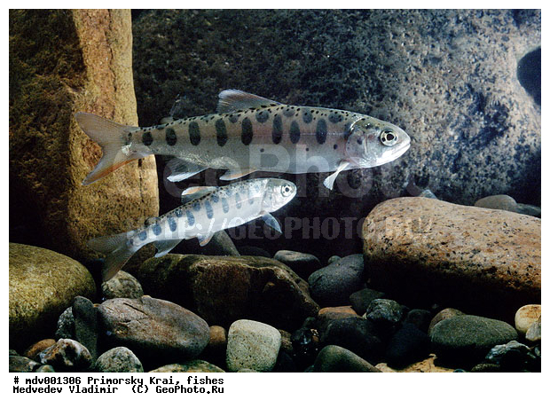 ��������, ���� Oncorhynchus masu, ������, ����, ����