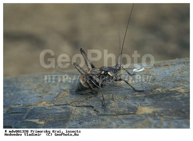 ��������, ��������������, ���������, ��������������, �������������, ��������������