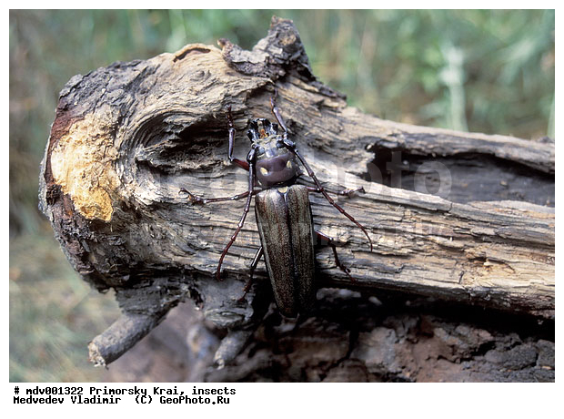 ��������, ��������������, ���������, ��������������, �������������, ��������������