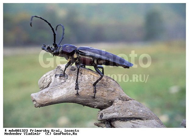 ��������, ��������������, ���������, ��������������, �������������, ��������������