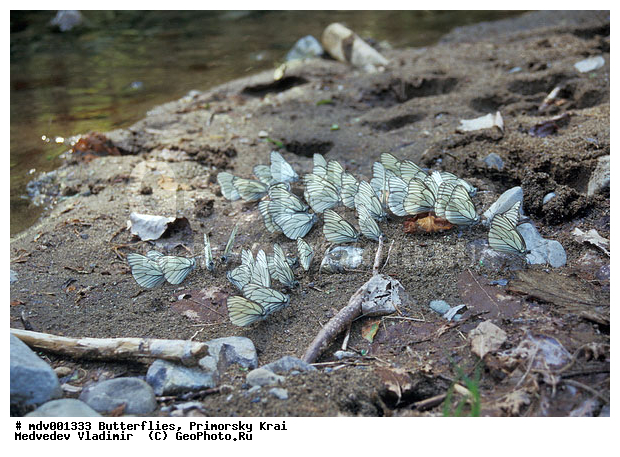 ��������, �������, ���������, �����������, �����, ��������������, �������������, ���������� ����, ������� ������, ������, ��������, ��������, ��������������, ���������, ���������, �������, �������, XYZ, �������, Pieridae, ����������, Aporia crataegi, ��������������