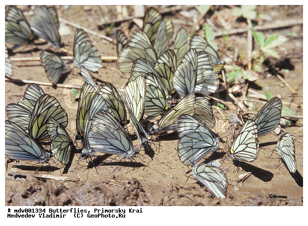 ��������, �������, ���������, �����������, �����, ��������������, �������������, ���������� ����, ������� ������, ������, ��������, ��������, ��������������, ���������, ���������, �������, �������, XYZ, �������, Pieridae, ������� ������, ������� ������������, ������� ������������ ���������������, ���������� ������, Aporia hippia, ��������������