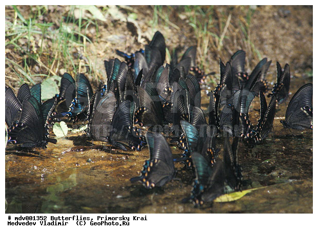 ��������, �������, ���������, �����������, �����, ��������������, �������������, ���������� ����, ������� ������, ������, ��������, ��������, ��������������, ���������, ���������, �������, �������, XYZ, ���������, �����������, ��������, Papilionidae, �������� �����, ����������� �����, Papilio maackii, ��������������