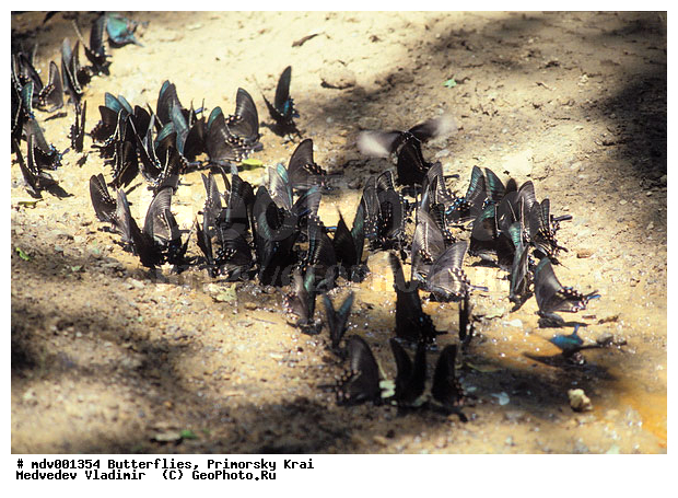 ��������, �������, ���������, �����������, �����, ��������������, �������������, ���������� ����, ������� ������, ������, ��������, ��������, ��������������, ���������, ���������, �������, �������, XYZ, ���������, �����������, ��������, Papilionidae, �������� �����, ����������� �����, Papilio maackii, ��������������