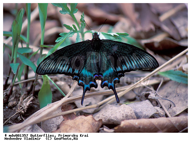 ��������, �������, ���������, �����������, �����, ��������������, �������������, ���������� ����, ������� ������, ������, ��������, ��������, ��������������, ���������, ���������, �������, �������, XYZ, ���������, �����������, ��������, Papilionidae, �������� �����, ����������� �����, Papilio maackii, ��������������