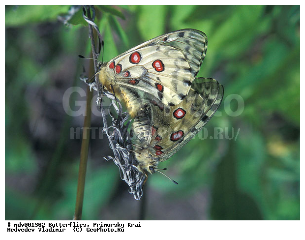 ��������, �������, ���������, �����������, �����, ��������������, �������������, ���������� ����, ������� ������, ������, ��������, ��������, ��������������, ���������, ���������, �������, �������, XYZ, ���������, �����������, ��������, Papilionidae, ������� ������, ������, �������� ������, Parnassius nomion, ��������������