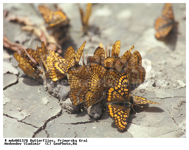 ��������, �������, ���������, �����������, �����, ��������������, �������������, ��������������