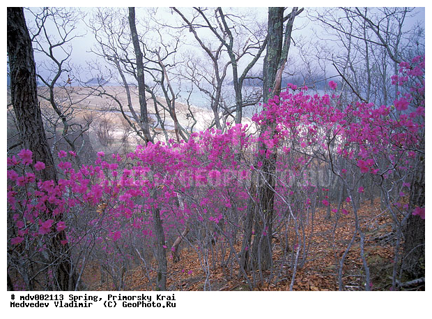 ��������, �����, ������� ����, �����, ������