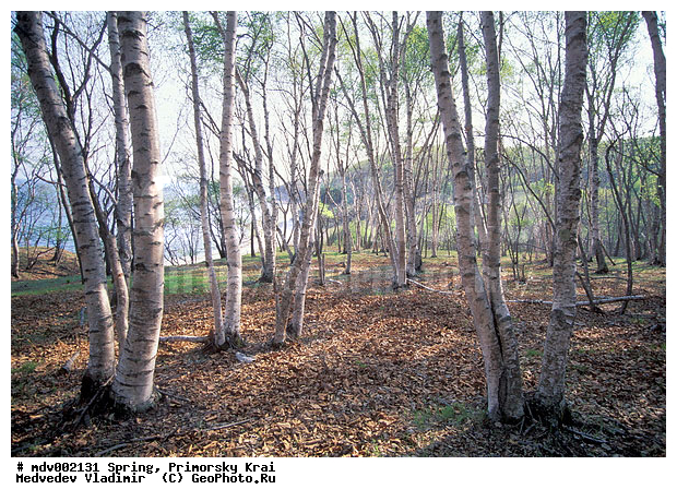 ��������, �����, ������� ����, �����, ������