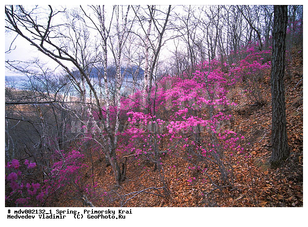 ��������, �����, ������� ����, �����, ������